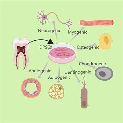 Anti-inflammatory effect of dental pulp stem cells